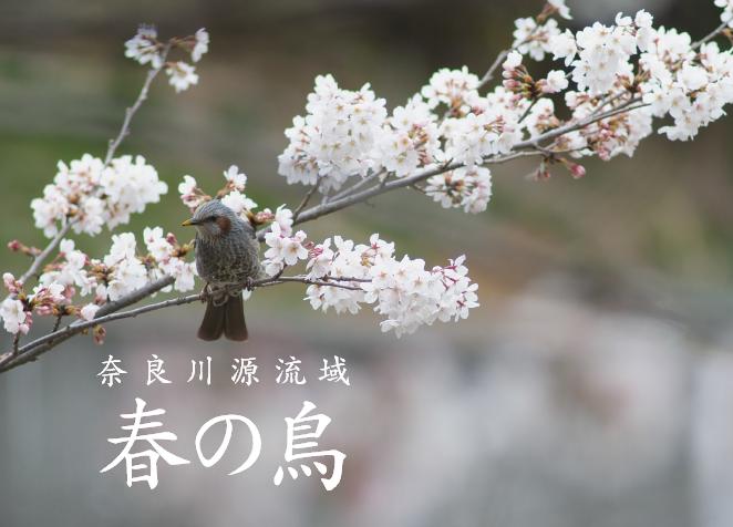 桜の花を食べるヒヨドリ