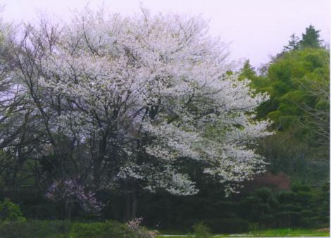 谷戸の桜