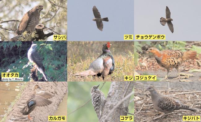 奈良川源流域の鳥たち(1)