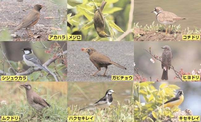 奈良川源流域の鳥たち(2)