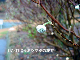 ミツマタの花芽07.01.06