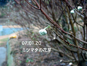 ミツマタの花芽07.01.20