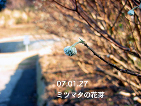 ミツマタの花芽07.01.27
