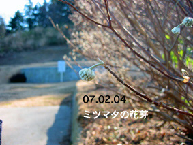ミツマタの花芽07.02.04