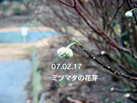 ミツマタの花芽07.02.17