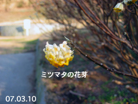 ミツマタの花芽07.03.10