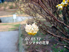 ミツマタの花芽07.03.17