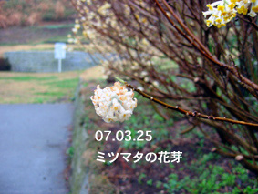 ミツマタの花芽07.03.25