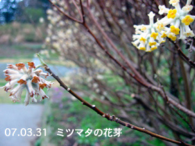 ミツマタの花芽07.03.31