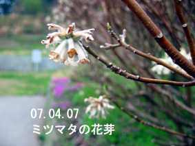 ミツマタの花芽07.04.07