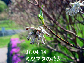 ミツマタの花芽07.04.14