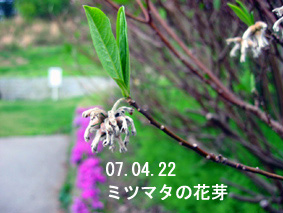 ミツマタの花芽07.04.22