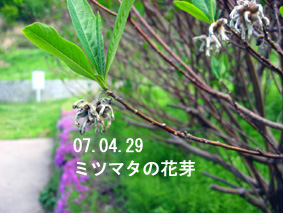 ミツマタの花芽07.04.29