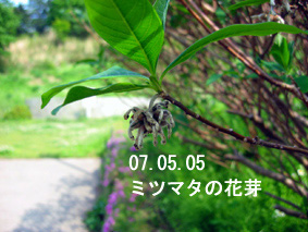 ミツマタの花芽07.05.05