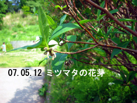 ミツマタの花芽07.05.12