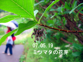 ミツマタの花芽07.05.19