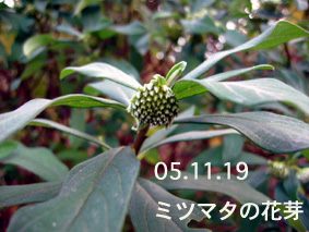 ミツマタの花芽05.11.19