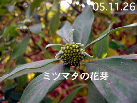 ミツマタの花芽05.11.19