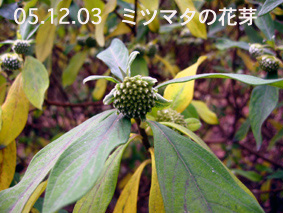 ミツマタの花芽05.12.03