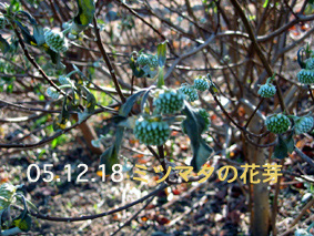 ミツマタの花芽05.12.18