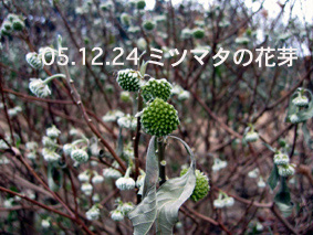 ミツマタの花芽05.12.24