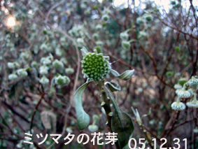 ミツマタの花芽05.12.31