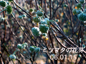 ミツマタの花芽06.01.15