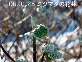 ミツマタの花芽06.01.28