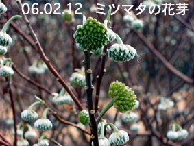 ミツマタの花芽06.02.12