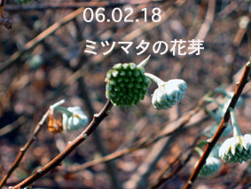 ミツマタの花芽06.02.18