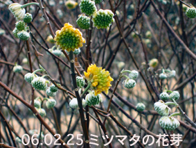 ミツマタの花芽06.02.25