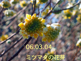 ミツマタの花芽06.03.04