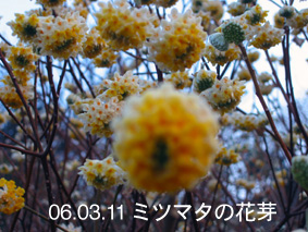 ミツマタの花芽06.03.11