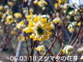 ミツマタの花芽06.03.18