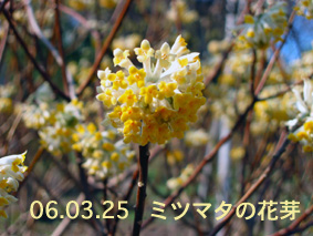 ミツマタの花芽06.03.25