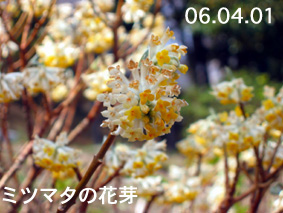 ミツマタの花芽06.04.01