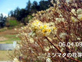 ミツマタの花芽06.04.09