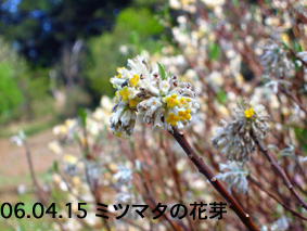 ミツマタの花芽06.04.15