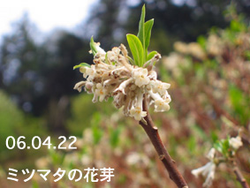 ミツマタの花芽06.04.22