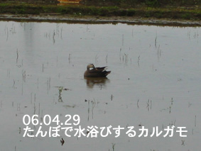 たんぼのカルガモ-06.04.29