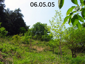 伐採制限区域06.05.05