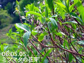 ミツマタの花芽06.05.05