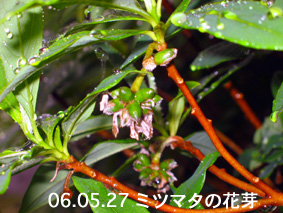 ミツマタの花芽06.05.27