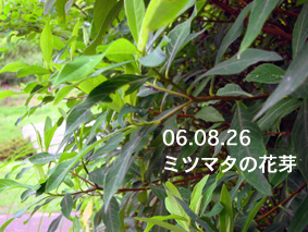ミツマタの花芽06.08.26