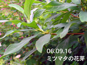 ミツマタの花芽06.09.16