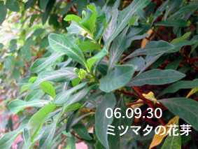 ミツマタの花芽06.09.30
