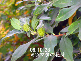 ミツマタの花芽06.10.28