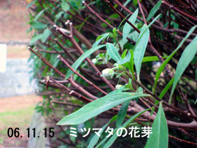 ミツマタの花芽06.11.15