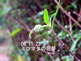ミツマタの花芽06.11.23