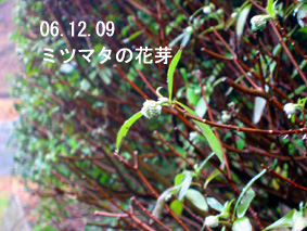 ミツマタの花芽06.12.09